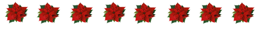 Poinsetias